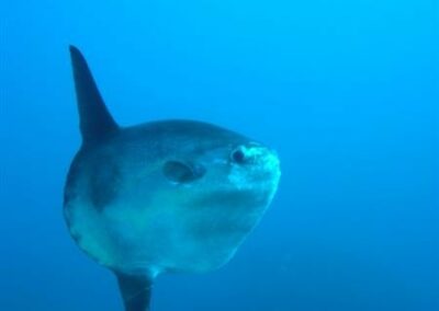 70.mola mola