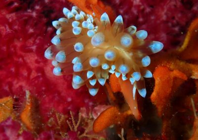 antiopelle