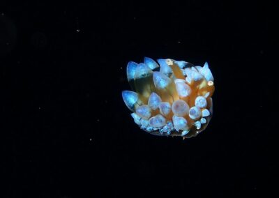 antiopelle bijou