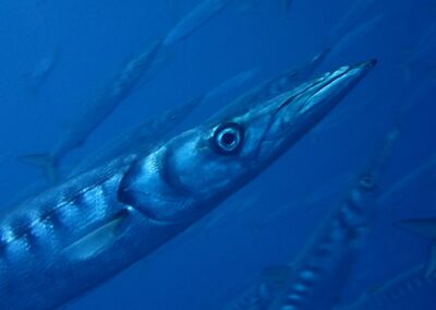 baracuda soli