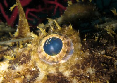 baudroieoeil