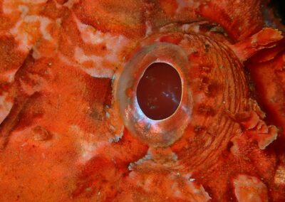 chaponoeil