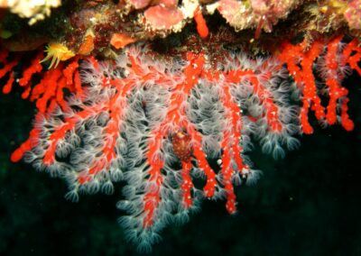 corail simnie