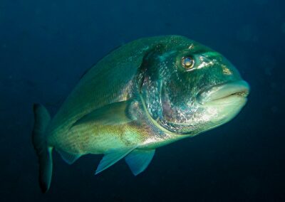 dorade