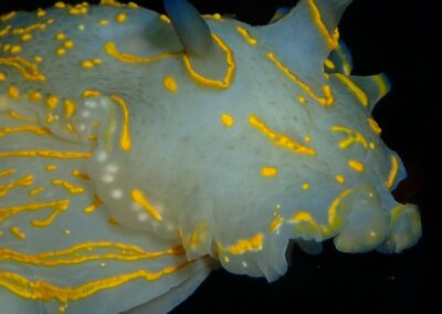 dorisgeantjaune