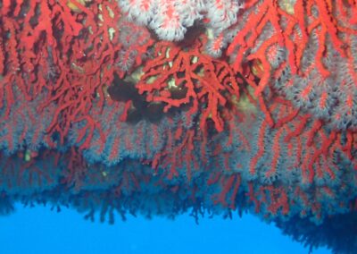 grotte coral