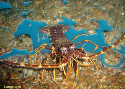 langouste