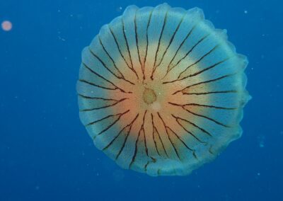 meduse