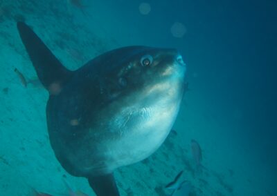 mola