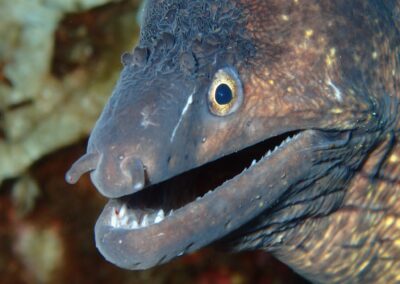 murene
