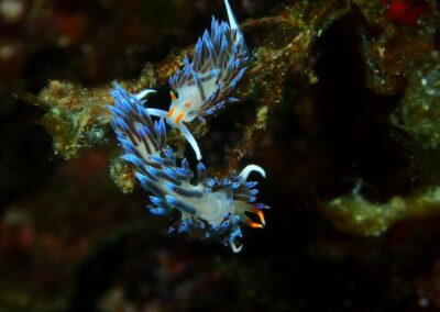 nudi