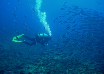 plongeur sardine