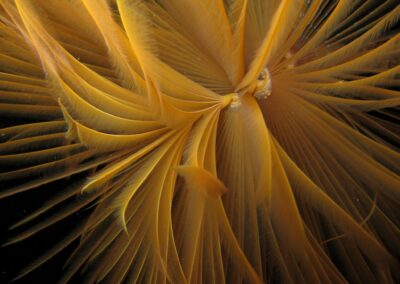 spiro2